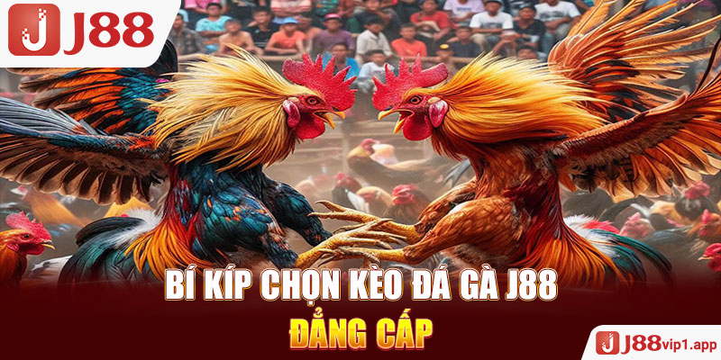 Bí kíp chọn kèo đá gà J88 đẳng cấp