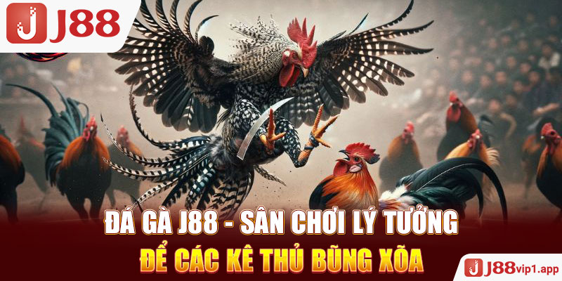 Đá Gà J88 - Sân Chơi Lý Tưởng Để Các Kê Thủ Bũng Xõa