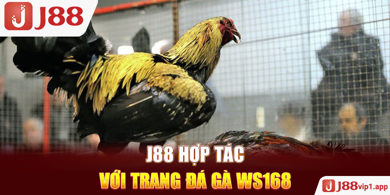 J88 hợp tác với trang đá gà WS168