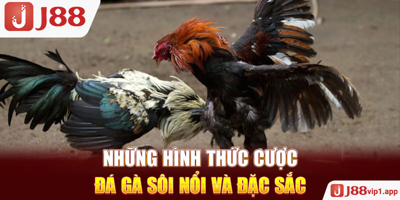 Những hình thức cược đá gà sôi nổi và đặc sắc